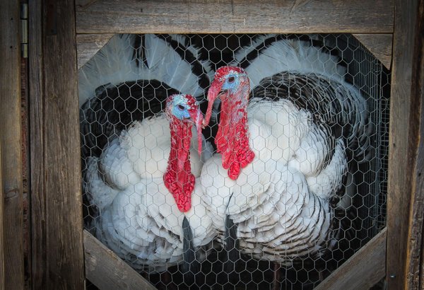 Comment créer un régime alimentaire adapté pour un perroquet eclectus ?