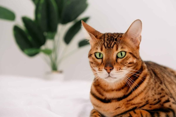 Comment gérer un chat Bengal hyperactif sans accès extérieur ?